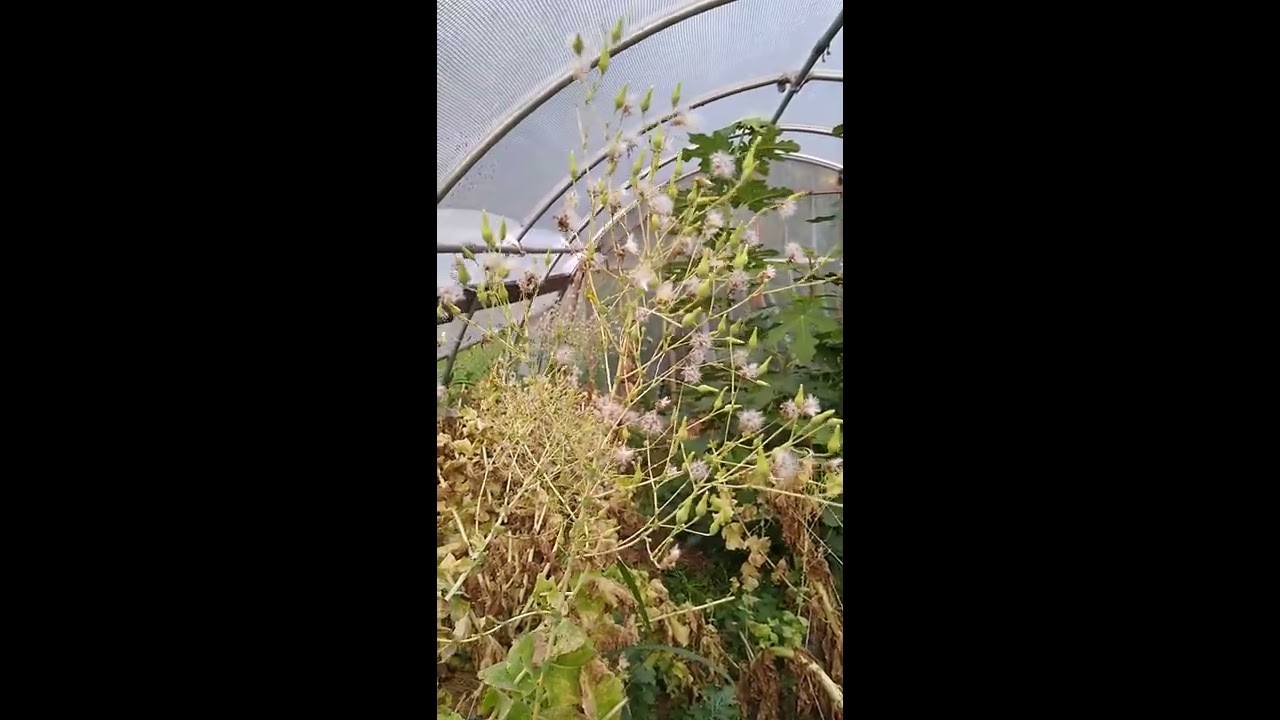 Saving Lettuce Seeds