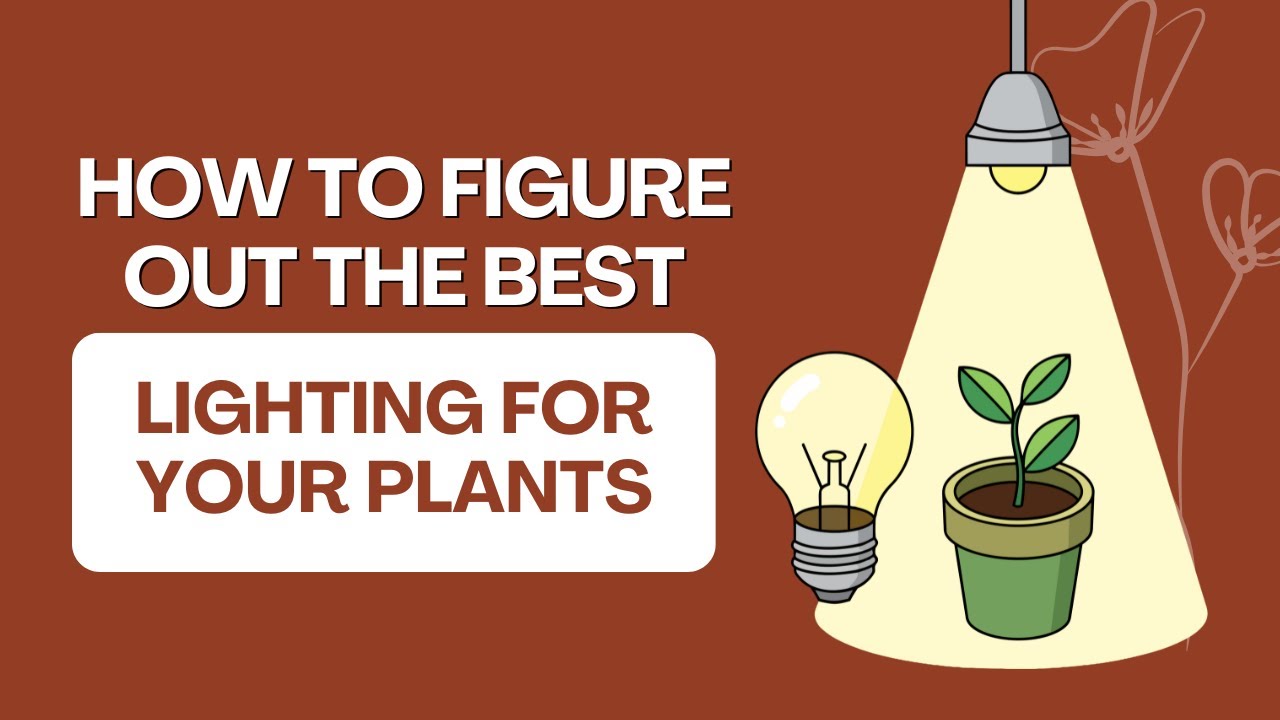 How to figure out the best lighting for your plants