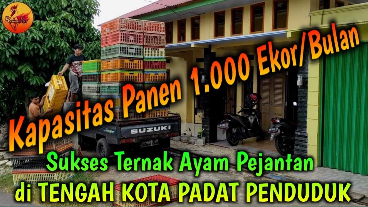 Sukses Ternak Ayam Pejantan Kapasitas Panen 1.000 Ekor/Bulan di TENGAH KOTA PADAT PENDUDUK