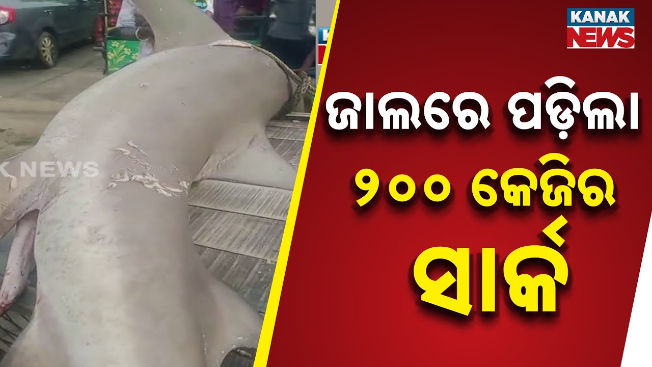 Giant Shark Caught In Fishermen&rsquo;s Net In Jaleswar &ndash; Locals Gather To See The Massive Catch!
