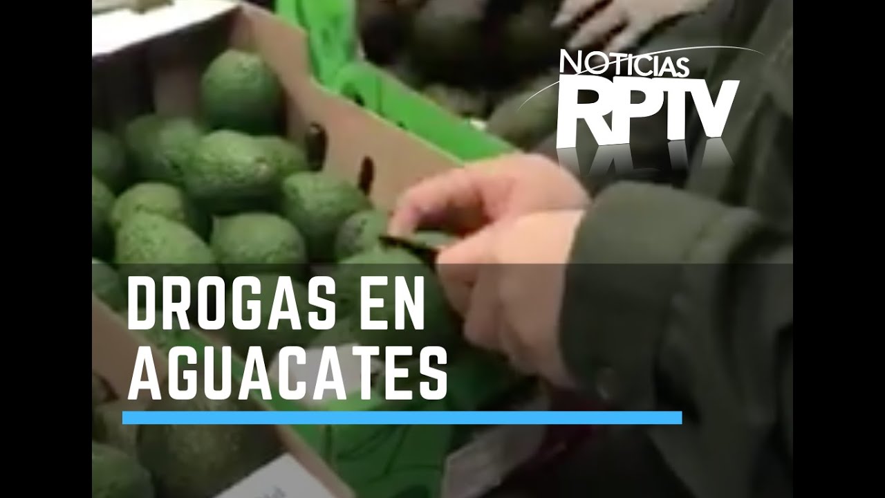 Incautan un cargamento de cocaína camuflada en aguacates