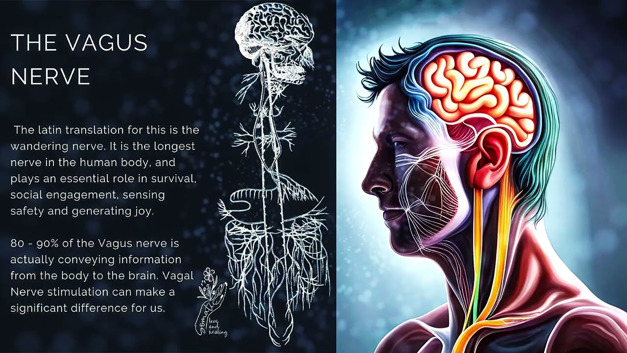 Vagus Nerve Morphic Field - Stimulate, Heal & Regenerate Cranial Nerve 10 (CN X) aka Vagus Nerve