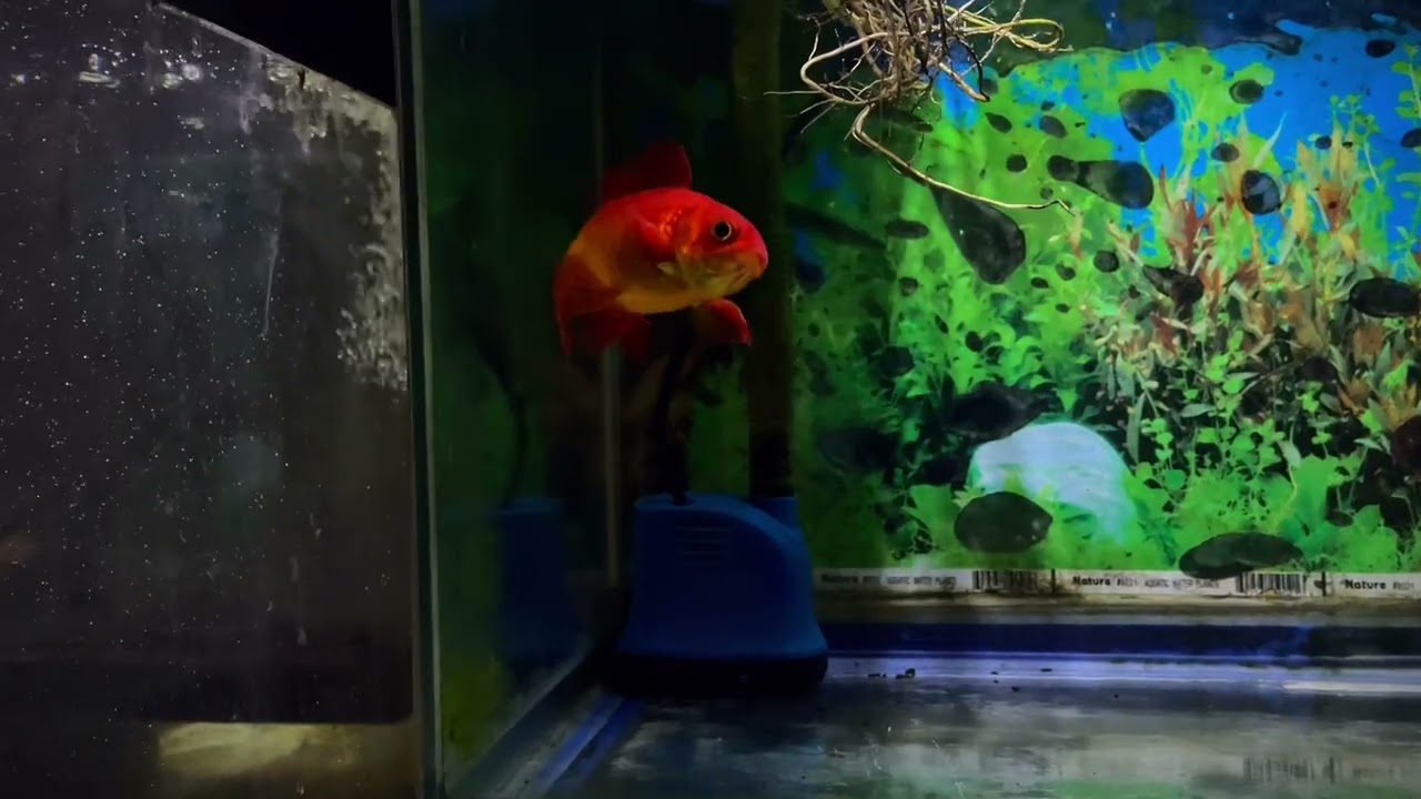 Update To My Old Ping-pong Gold Fish