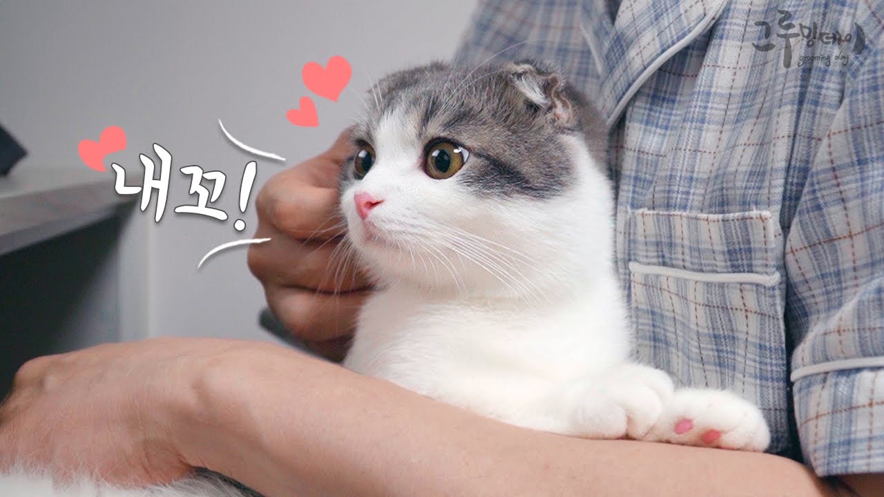 Кот не сходит с моих колен 😍
