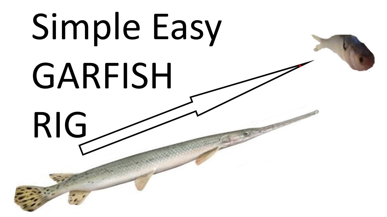 Simple Easy Free floating Garfish & Catfish Rig Setup