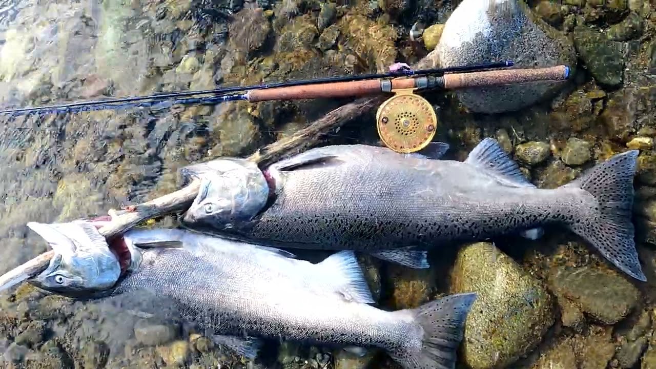 Vedder Fishing Report September 20