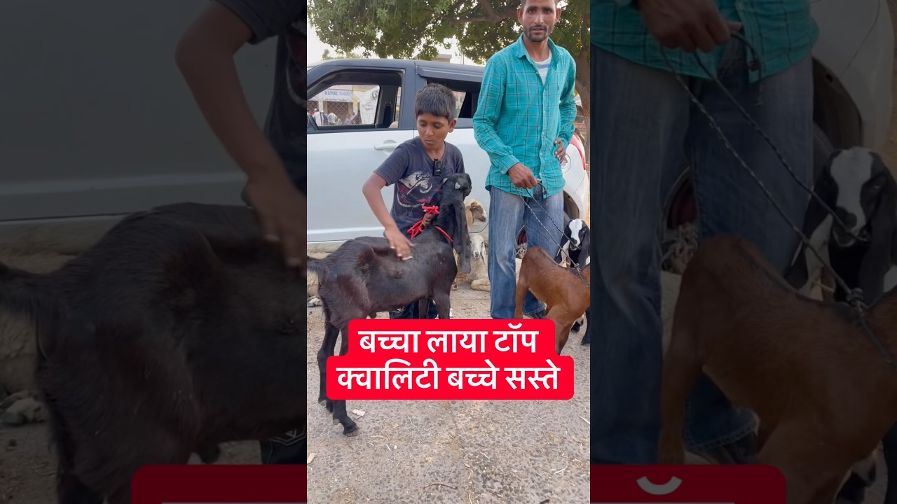 बच्चा लाया टॉप क्वालिटी बच्चे सस्ते