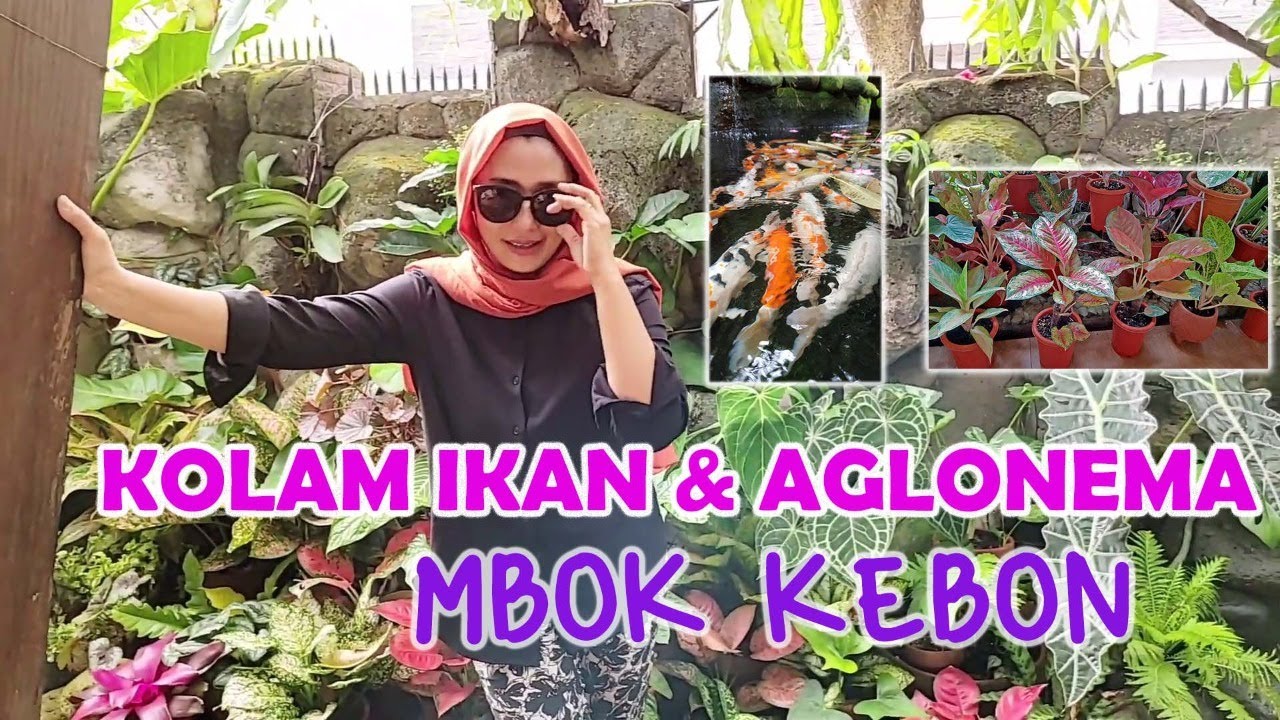 Kolam Ikan Koi dan Tanaman Hias Aglonema di Lingkungan Sekitar Rumah