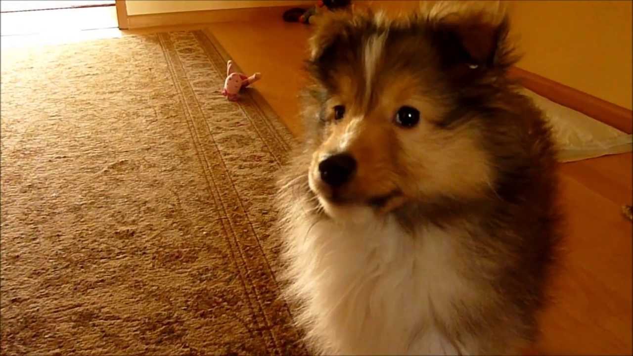 Shetland sheepdog - Green Day 11 weeks