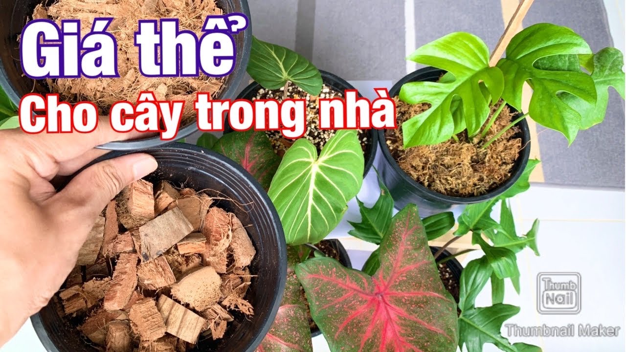 Cách dùng giá thể, chất trồng cây trong nhà và kiểng lá - cây indoor