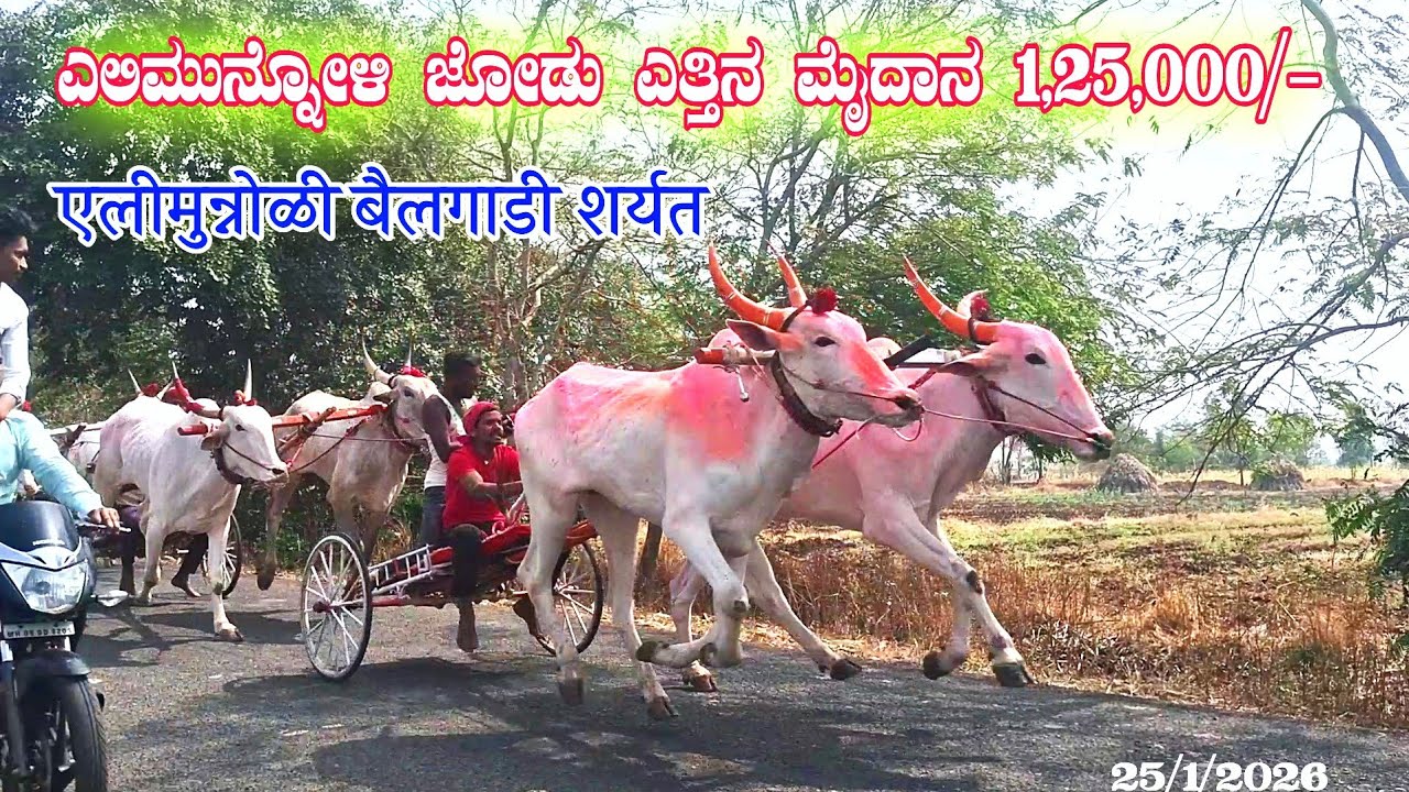 ಎಲಿಮುನ್ನೋಳಿ ಜೋಡು ಎತ್ತಿನ ಮೈದಾನ 1,25,000/-|एलीमुन्नोळी बैलगाडी शर्यत १,२५,०००/- @ghodasharyat  25/1/26