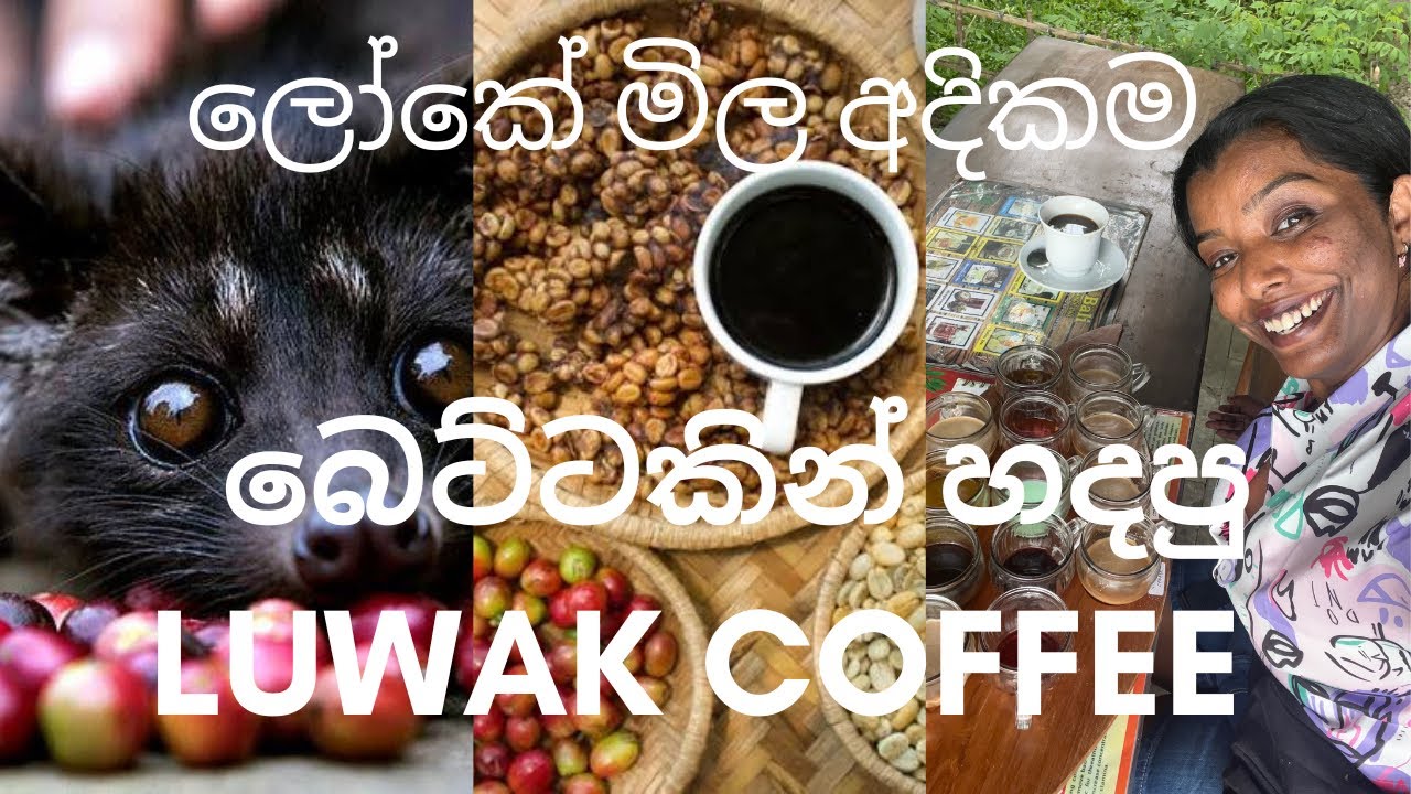 Mali in Bali රෝන්දේ | Ep 6 | ලෝකේ මිල අදිකම මලපහ වලින් හදපු කෝපී එක 🤮 මාත් බීව ඉතිං