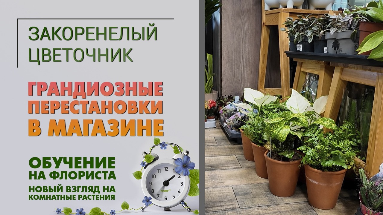 Грандиозные ПЕРЕСТАНОВКИ В МАГАЗИНЕ. Обучение на флориста и новый взгляд на комнатные растения.