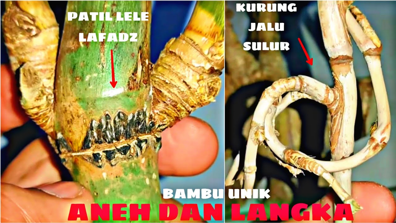DAPAT BAMBU UNIK PATIL LELE BERLAFADZ, JALU SULUR JUMBO, JALU SULUR KURUNG