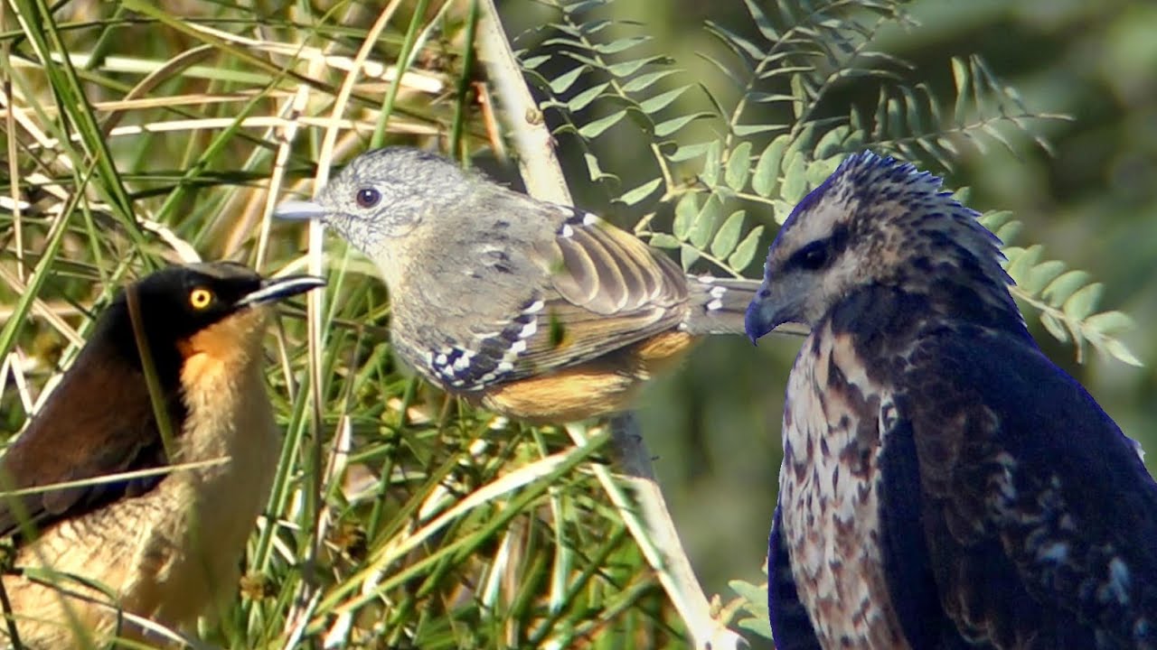 AVES de Jaaukanigás, SANTA FE * Por los caminos de la FORESTAL  I BIRDS of Jaaukanigás, SANTA FE