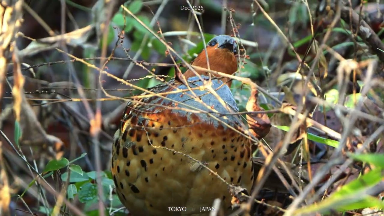 野鳥撮影】コジュケイのもぐもぐタイム 小綬鶏 Chinese bamboo partridge｜多摩八王子エリアの里山へGO 探鳥 4K #バードウォッチング  #野鳥 #wildbirds