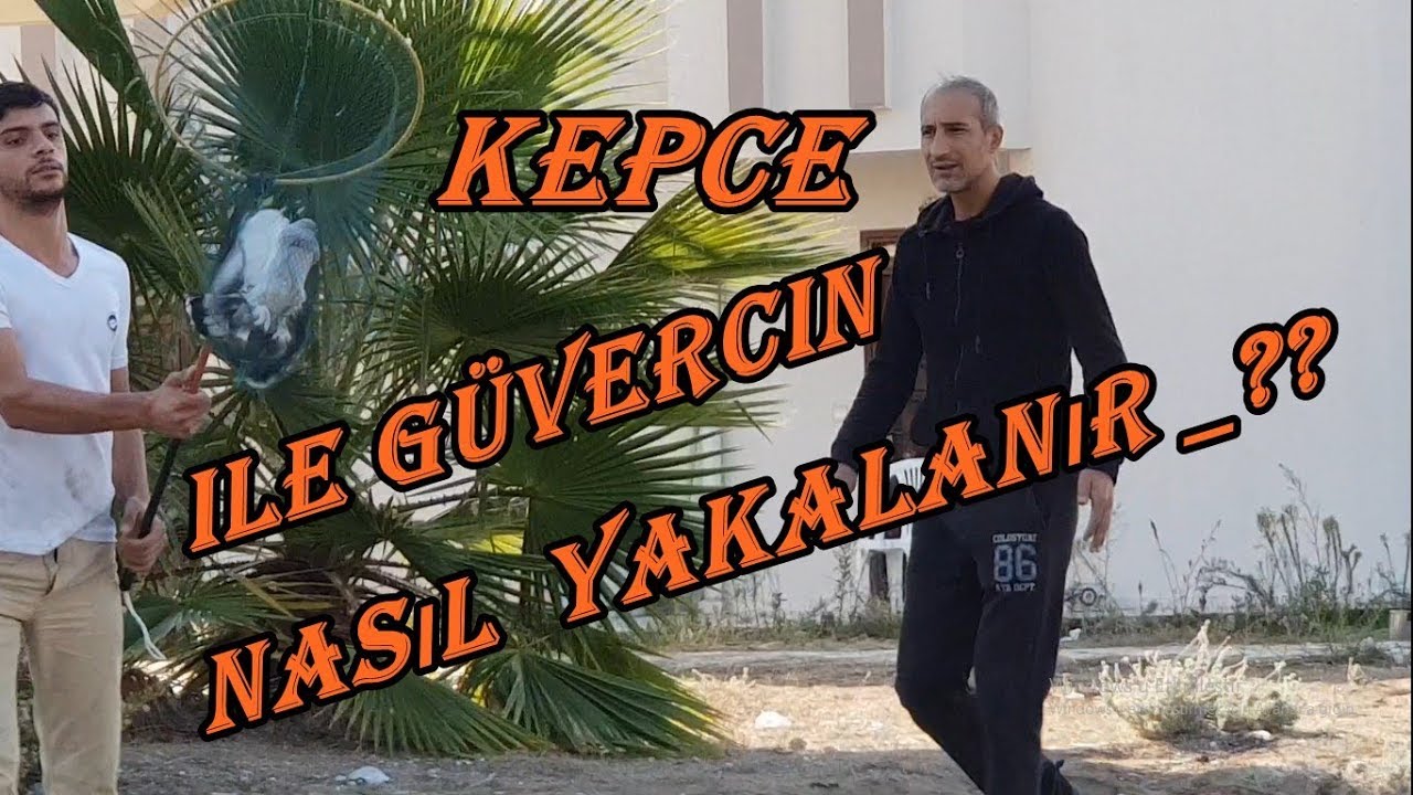4 TANE GÜVERCİN YAKALADIK. KEPCE İLE KACAK YAKALAMA
