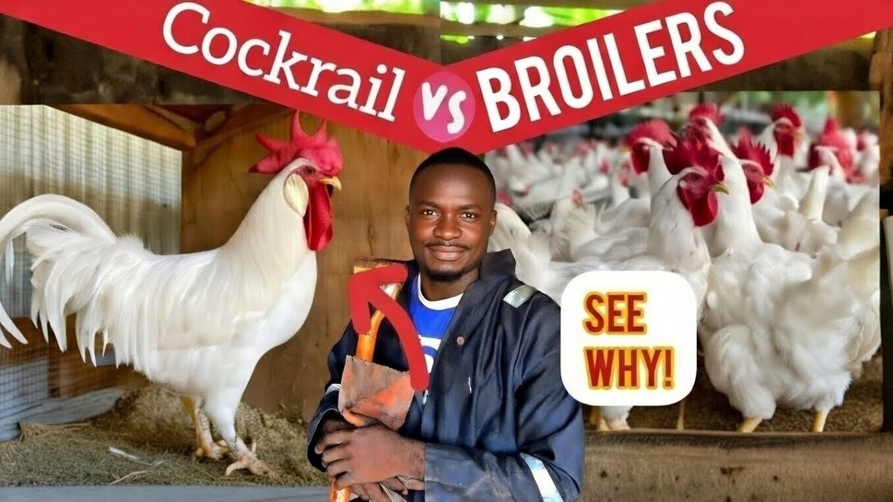 Cockrail vs Broiler in Nigeria: Which Makes More Money?