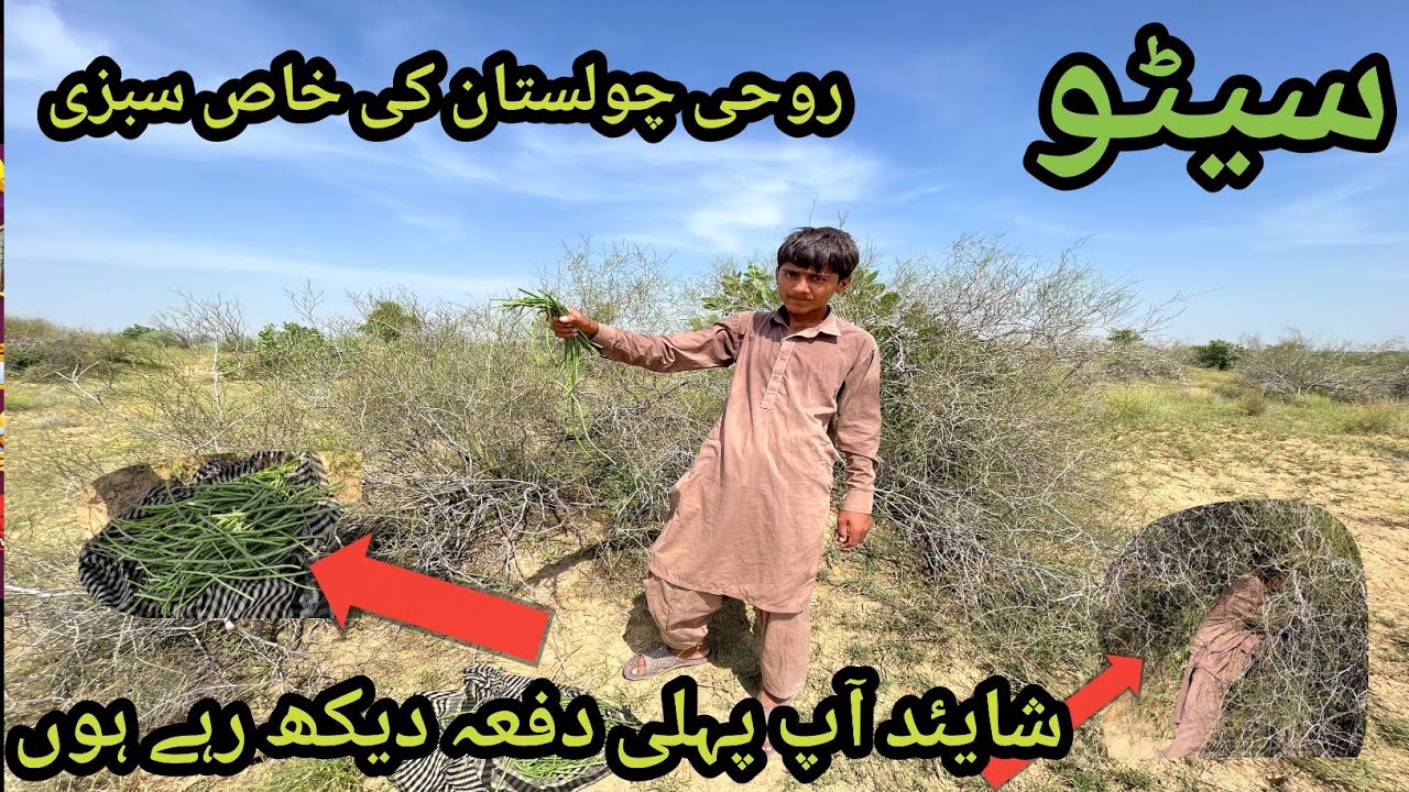 Seeto Desert Vegetable 🥦 | سیٹو روھی چولستان کی خاص سبزی | ROHI Cholistan Desert 🌵