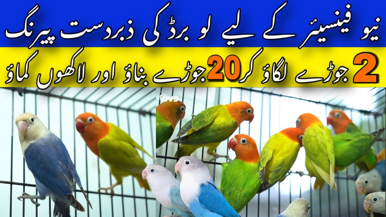 Best Lovebird Pairing for new fancier | Best Lovebird pairing produce High Mutations