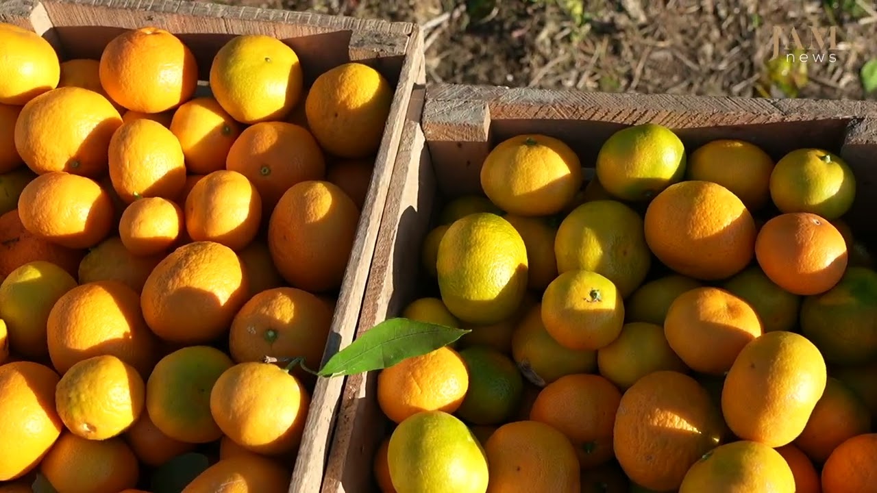 Mandarin season in Abkhazia