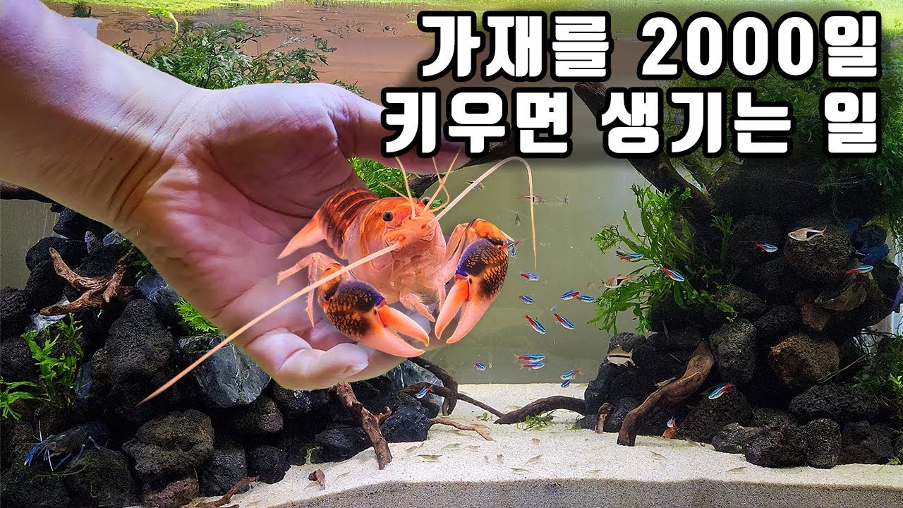 2000일 기념으로 석가산 랜드를 만들어 주었더니 가재들이 너무 좋아하네요 ㅋㅋ