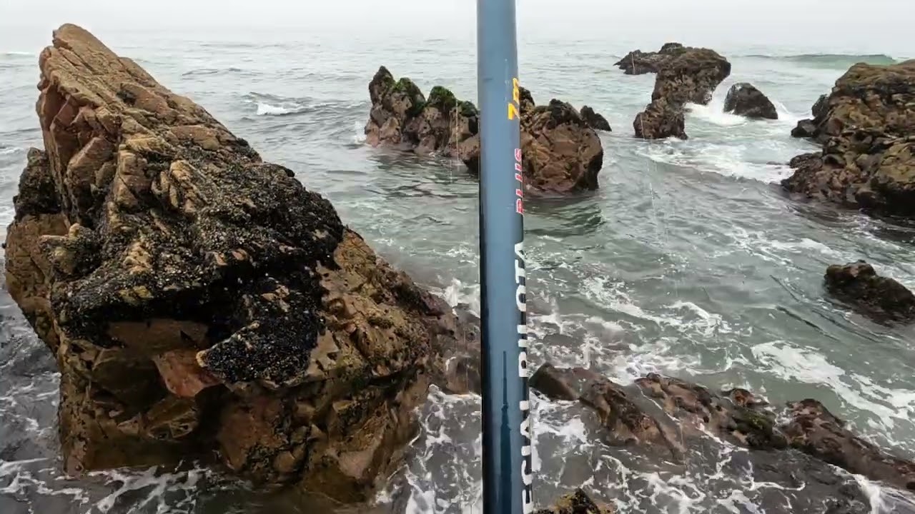 شرغو العنيد بعد  طول الانتظار #شرغو #sar #بلوطة #mirleft #maroc ##fishing