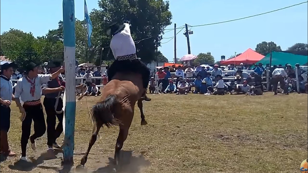 Jineteadas de Caballos Crina Limpia 🤠 #Gineteadas #Rodeo #Campero #Jineteadas #Horses #PBR #Jaripeo