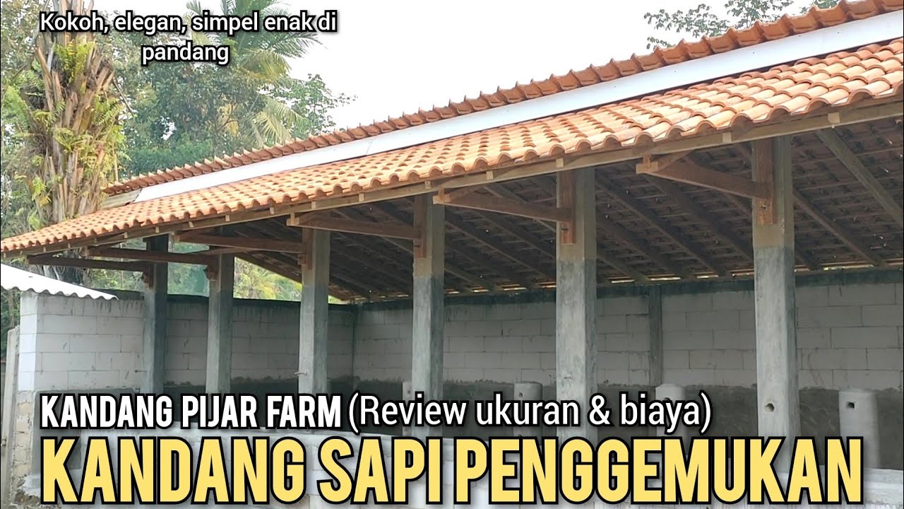 Review kandang sapi penggemukan di pijar farm 25 juta sudah keren