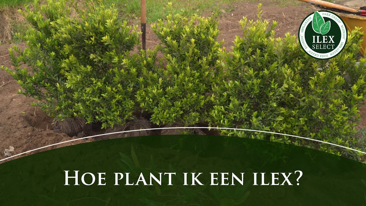 Hoe plant ik een Ilex crenata?