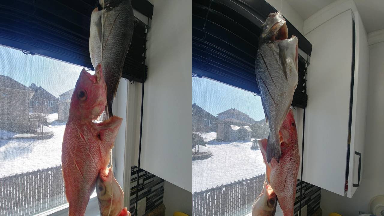 BONNE CONSERVATION DE POISSON