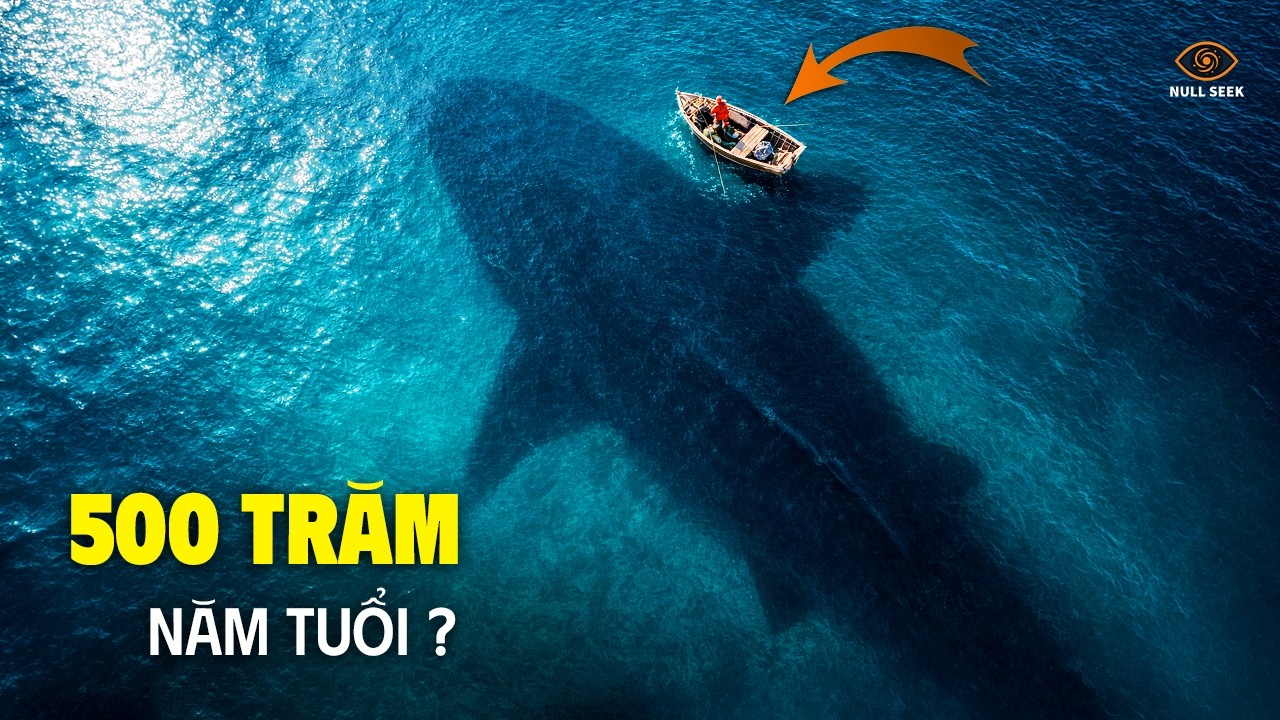Cá Mập Greenland Thực Sự Sống Được Hơn 500 Năm? Và Vì Sao Thịt Của Chúng Lại Độc?