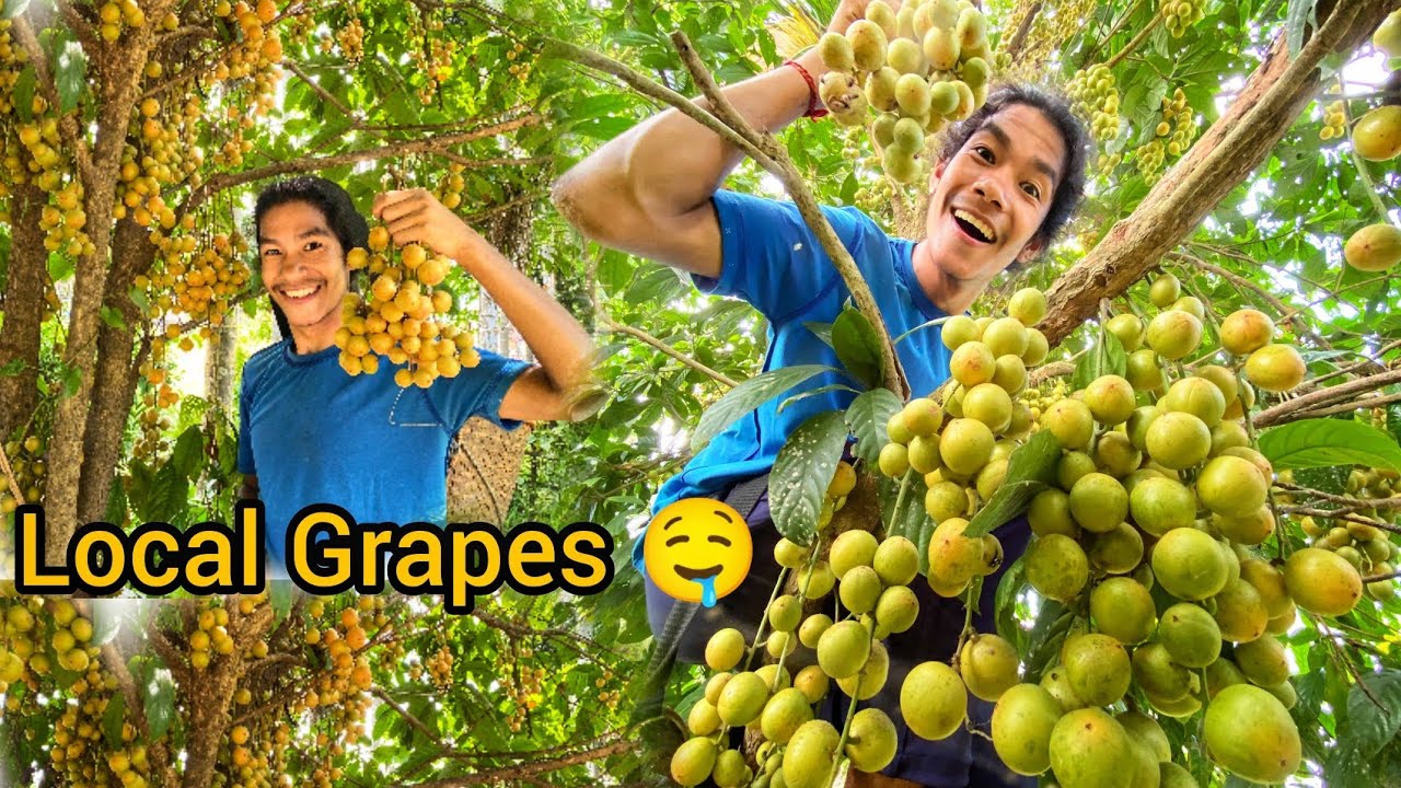 OMG 😱 Collection of huge local grapes🍇🤤 from jungle || Burmese Grapes 🍇|| village life