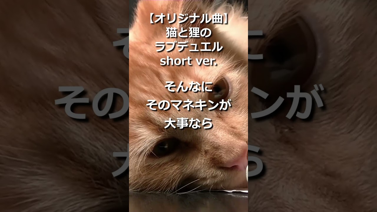 【オリジナル曲】猫と狸のラブデュエル short ver.【Ace-Step V1.5】 #shorts