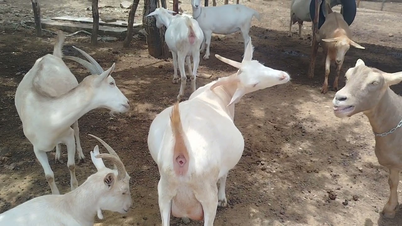 Iniciei a secagem de algumas cabras + cabrito com problemas urinário #pecuarista #vidanaroca #sitio 