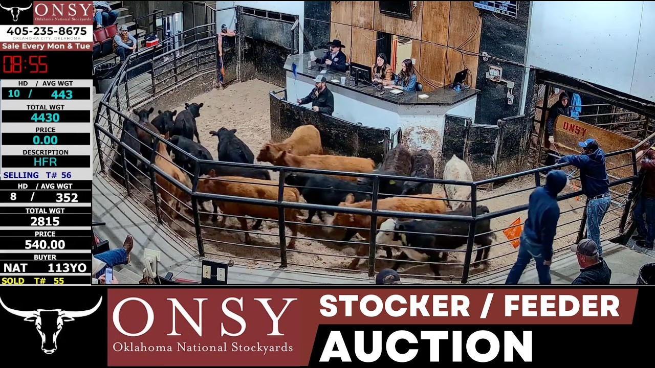 5,000+ Head Selling LIVE: Oklahoma National Stockyards Stocker & Feeder Auction | Mar 2, 2026