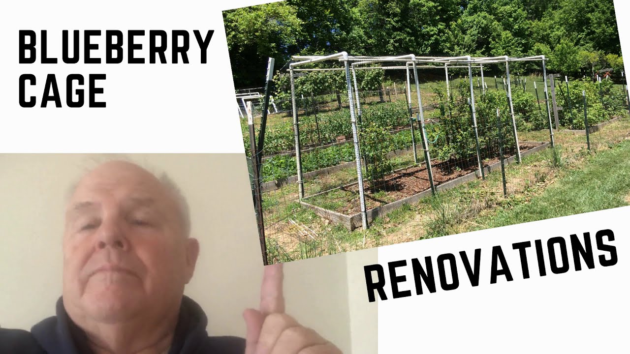 Blueberry cage renovations 2020