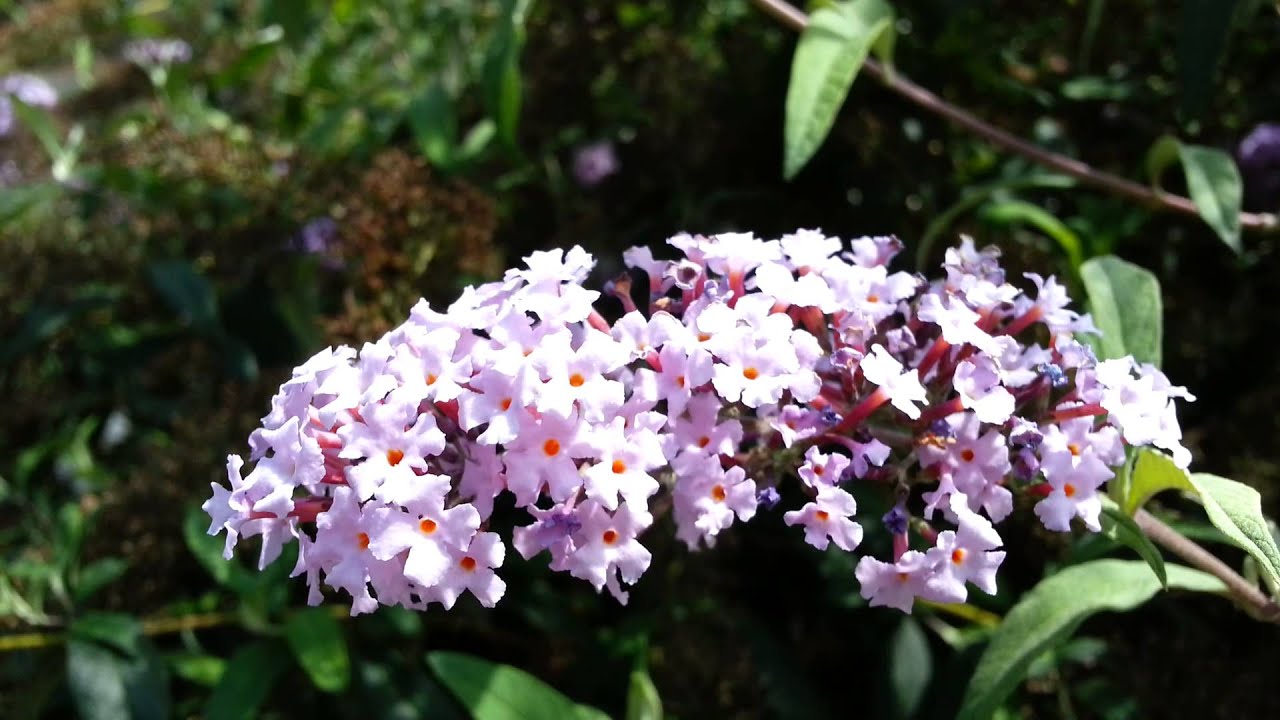 Buddleia Davidii - butterfly bush - Buddleja davidii HD 01