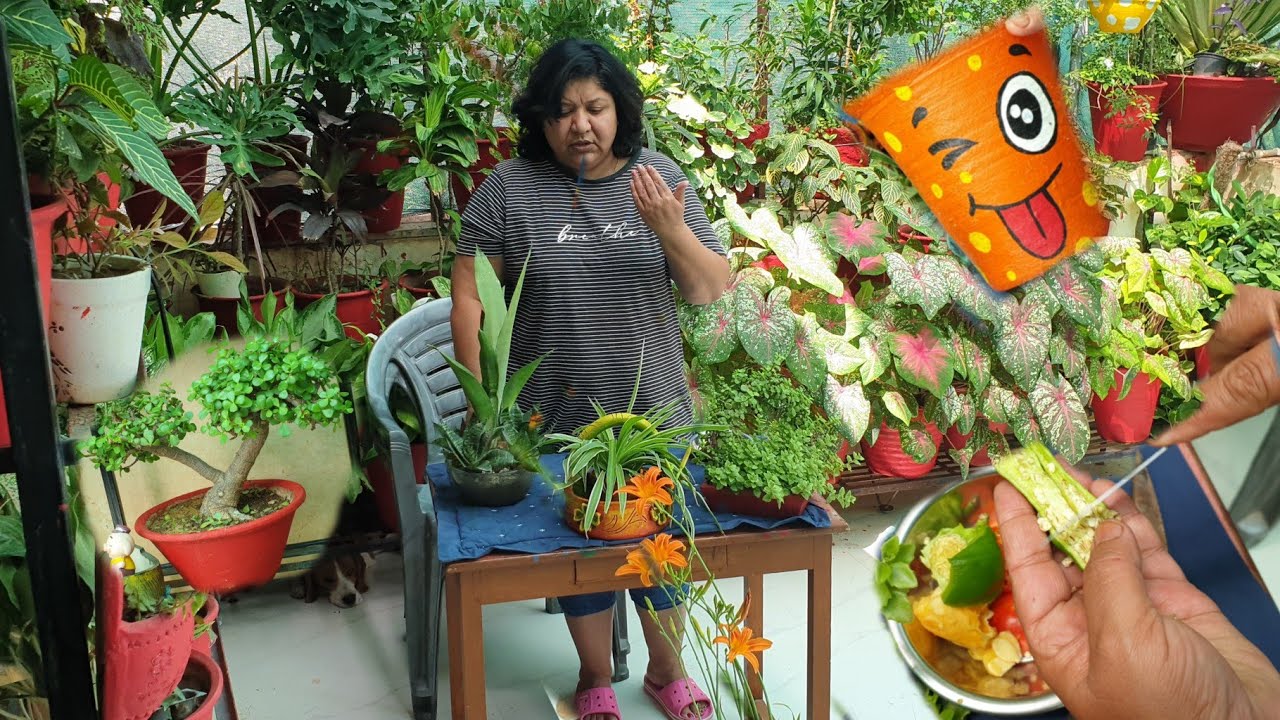 How to Start Gardening in Lockdown - Lockdown Gardening | Best Tips for Beginners
