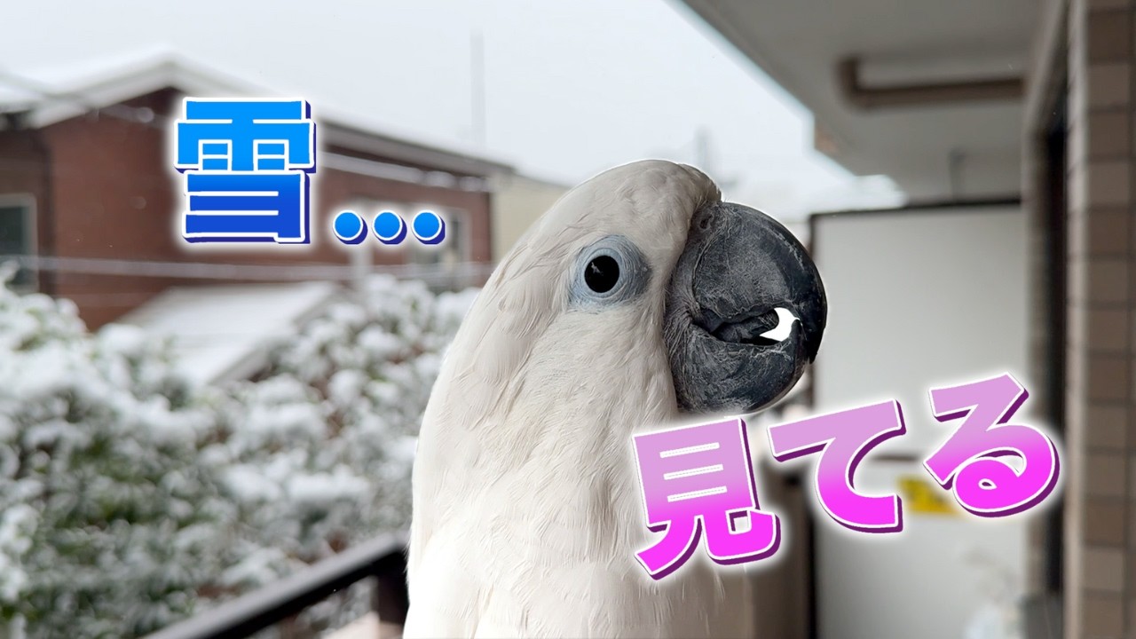 雪玉が足に触れた瞬間、ゆきまる氏の反射が速すぎた