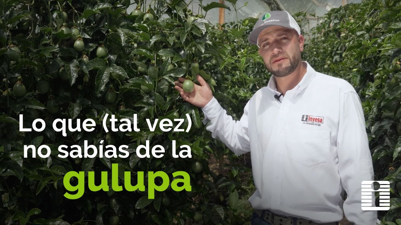 🌱 AGROINVESA | TODO SOBRE EL CULTIVO DE GULUPA 🍈✨