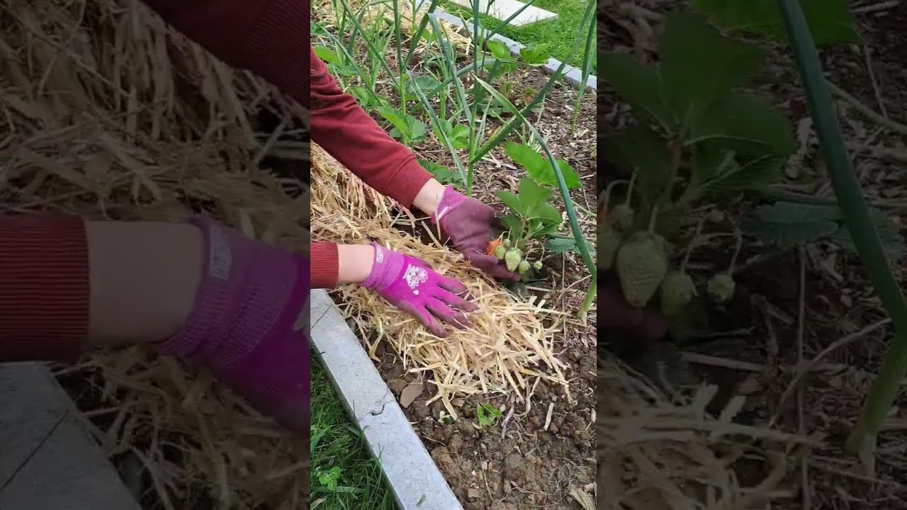 Now it's really StrawBerry 🍓 #mulching #gardening