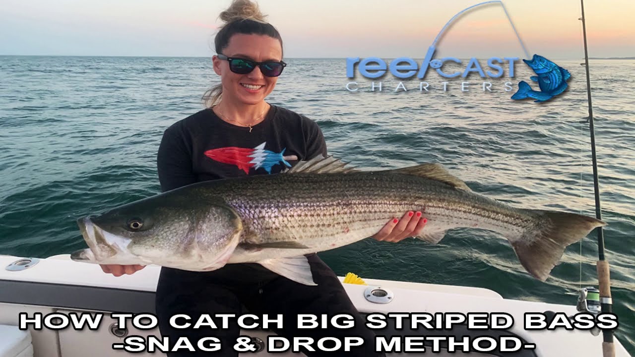 Should this be legal? Catching GIANT Striped bass using Snag and Drop bunker