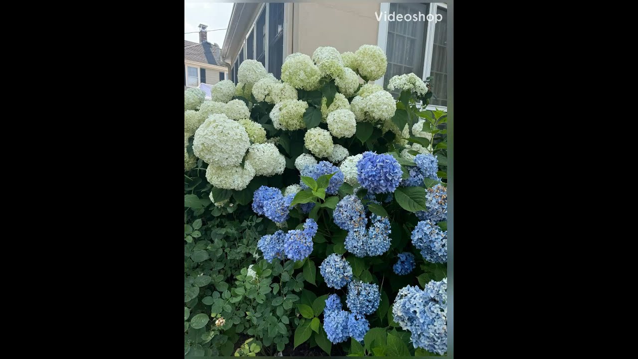 Pruning Incrediball smooth leaf Hydrangeas