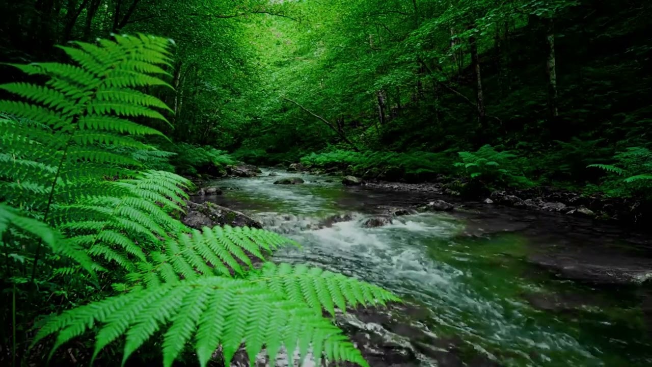 Calming Forest Ambience with Birds & Water 🌿 Sleep, Relax, Focus & Stress Relief