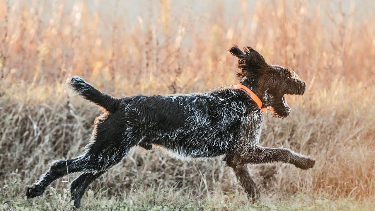 How to Train Your German Wirehaired Pointer