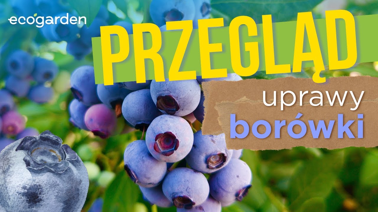 Przegląd uprawy borówek przed owocowaniem.