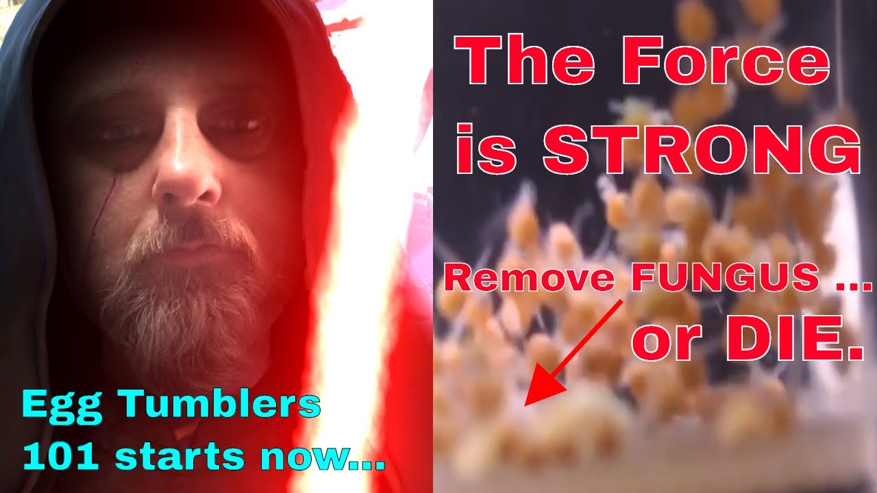 Egg Tumblers 101 - HOW TO get the TUMBLE SPEED correct - removing FUNGUS EGGS is key - PART 2