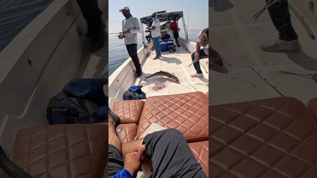 Qatar boat fishing trip🎣🎣🎣🐟🐟😍😍🌅#fishingaddict #fishing_rover #qatarfishing #xenix_fishing