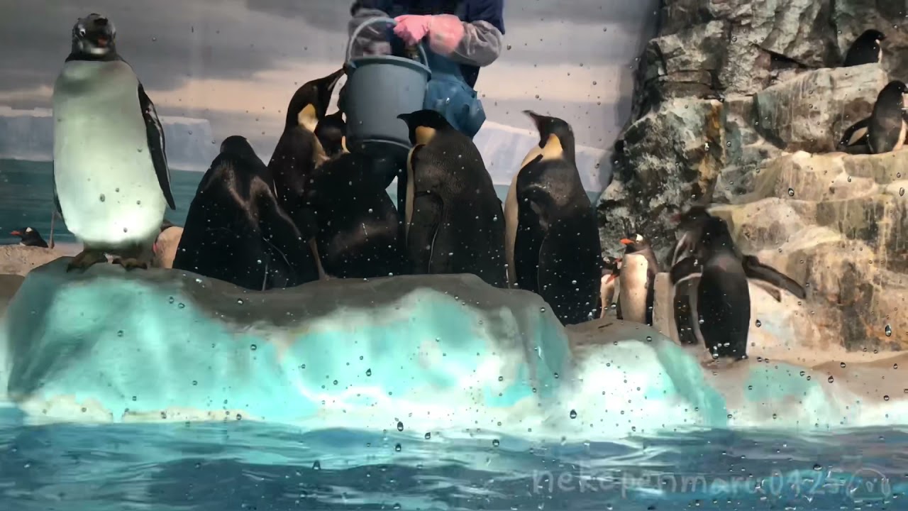 ボク達はエンペラーペンギンですっ!!!